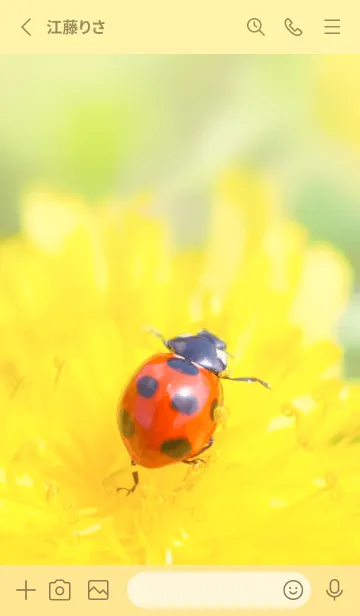 [LINE着せ替え] Ladybird Symbol of good luck #1-21の画像2