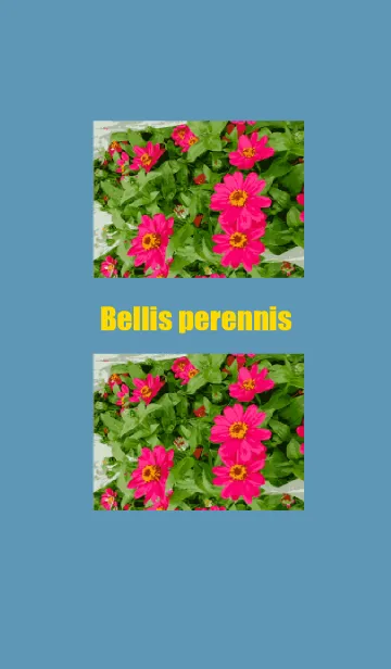 [LINE着せ替え] Bellis perennis 2023の画像1