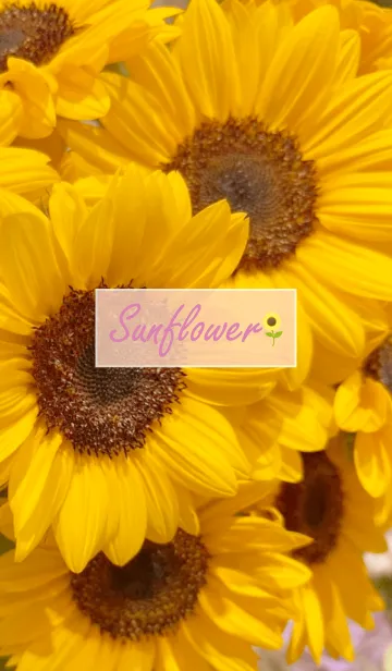 [LINE着せ替え] Sunflower (Himawari) 28の画像1