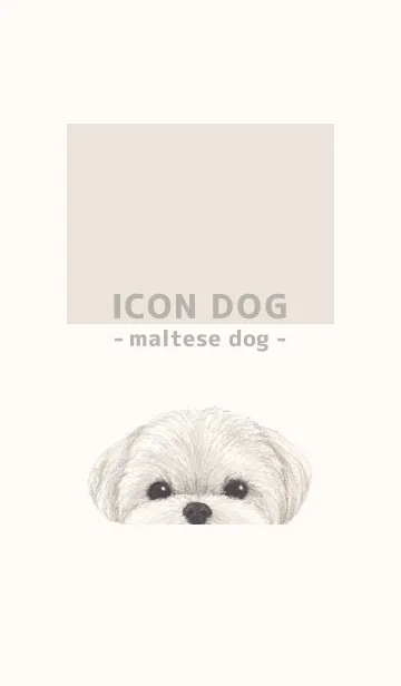 [LINE着せ替え] ICON DOG - マルチーズ - BEIGE/01の画像1