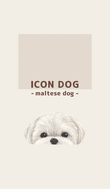 [LINE着せ替え] ICON DOG - マルチーズ - BROWN/01の画像1