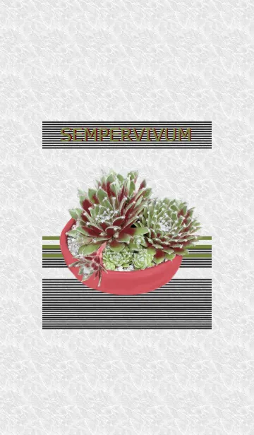 [LINE着せ替え] SEMPERVIVUM「大紅巻絹」の画像1