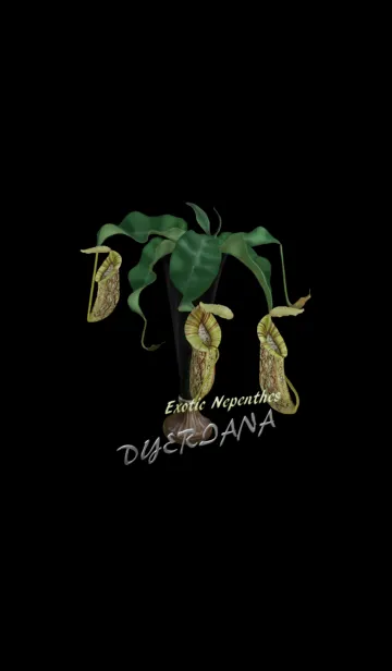[LINE着せ替え] Nepenthes Dyerianaの画像1