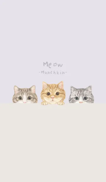 [LINE着せ替え] 猫 - マンチカン - パステルパープルの画像1