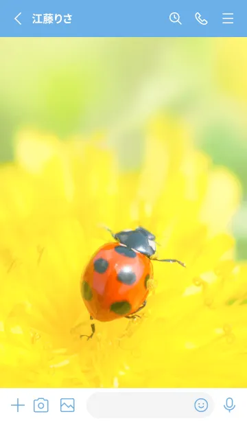 [LINE着せ替え] Ladybird Symbol of good luck #1-22の画像2