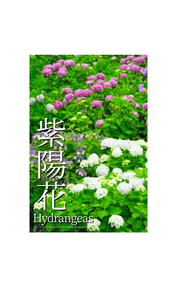 [LINE着せ替え] 紫陽花 - Hydrangeas - #1Bの画像1