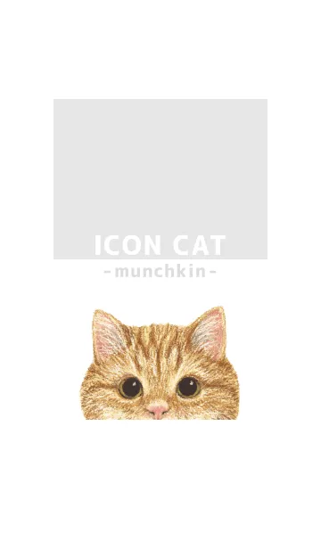 [LINE着せ替え] ICON CAT - マンチカン - GRAY/01の画像1