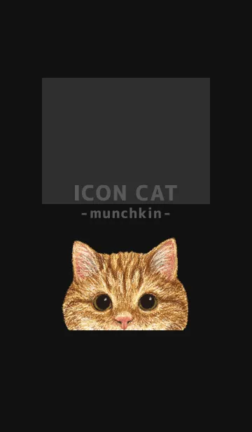 [LINE着せ替え] ICON CAT - マンチカン - BLACK/01の画像1