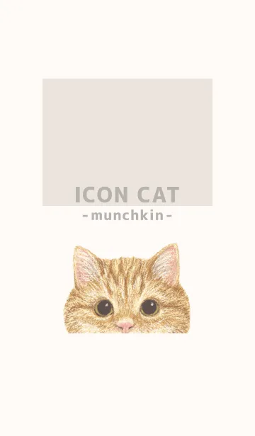 [LINE着せ替え] ICON CAT - マンチカン - BEIGE/01の画像1