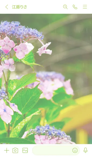 [LINE着せ替え] 紫陽花 - Hydrangeas - #2Bの画像2