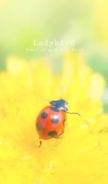 [LINE着せ替え] Ladybird Symbol of good luck #1-23の画像1