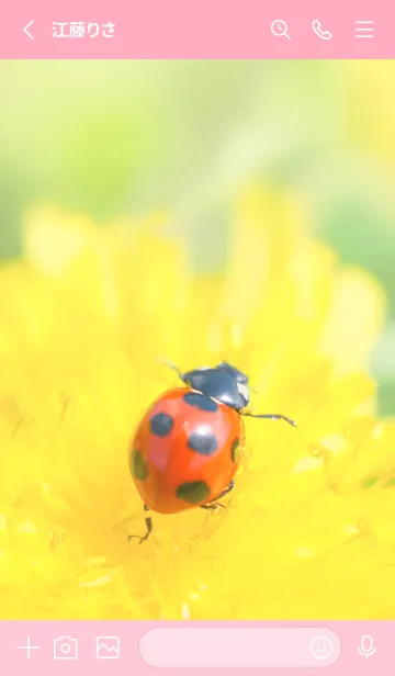 [LINE着せ替え] Ladybird Symbol of good luck #1-23の画像2