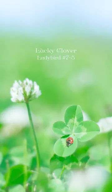 [LINE着せ替え] 四つ葉のクローバーとテントウムシ #7-5の画像1