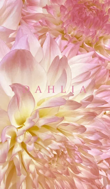 [LINE着せ替え] DAHLIA-Pink Beige Flower 41の画像1