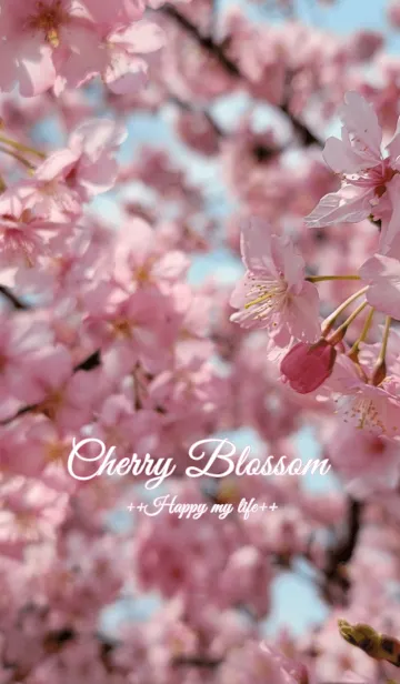 [LINE着せ替え] Cherry Blossom loveの画像1