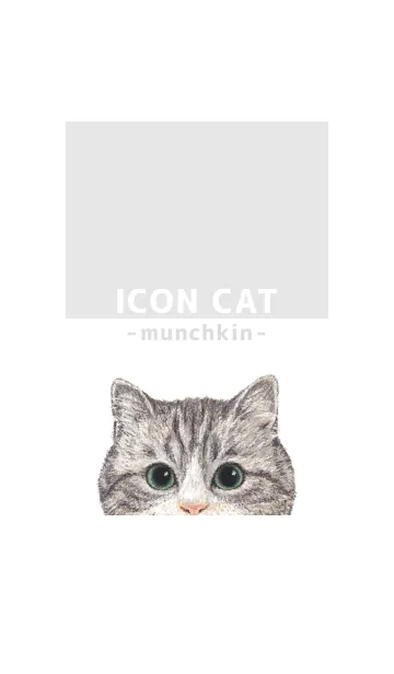 [LINE着せ替え] ICON CAT - マンチカン - GRAY/02の画像1