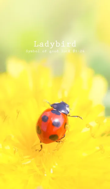 [LINE着せ替え] Ladybird Symbol of good luck #1-24の画像1