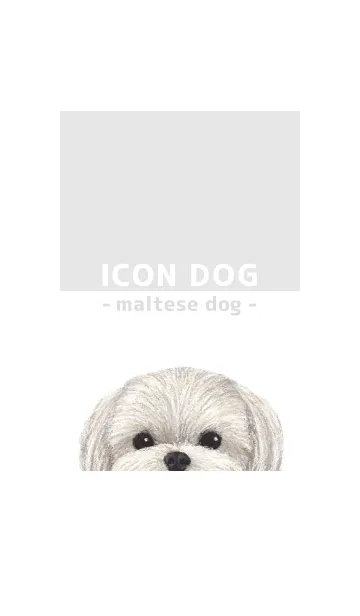 [LINE着せ替え] ICON DOG - マルチーズ - GRAY/02の画像1