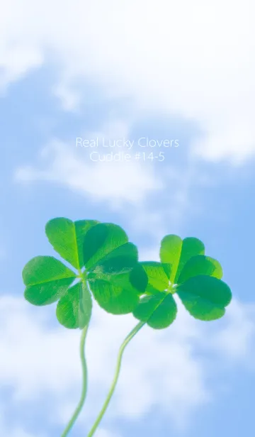 [LINE着せ替え] 五つ葉のクローバー Cuddle #14-5の画像1