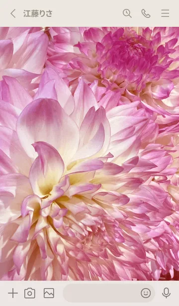 [LINE着せ替え] DAHLIA-Pink Flower 60の画像2