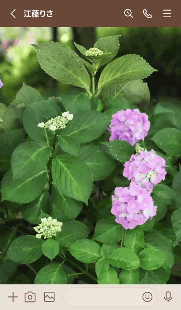 [LINE着せ替え] hydrangea 紫陽花3の画像2