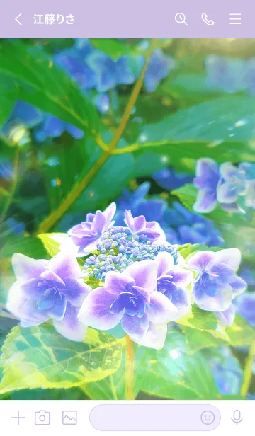 [LINE着せ替え] ✧Bright Hydrangea✧の画像2