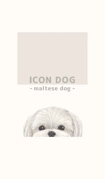 [LINE着せ替え] ICON DOG - マルチーズ - BEIGE/02の画像1