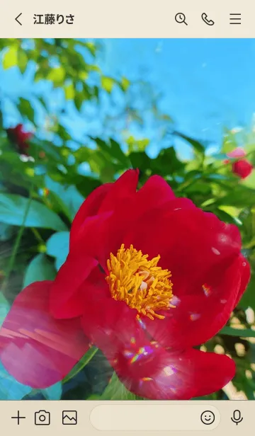 [LINE着せ替え] Red Peony～幸せの牡丹～の画像2