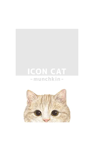 [LINE着せ替え] ICON CAT - マンチカン - GRAY/03の画像1