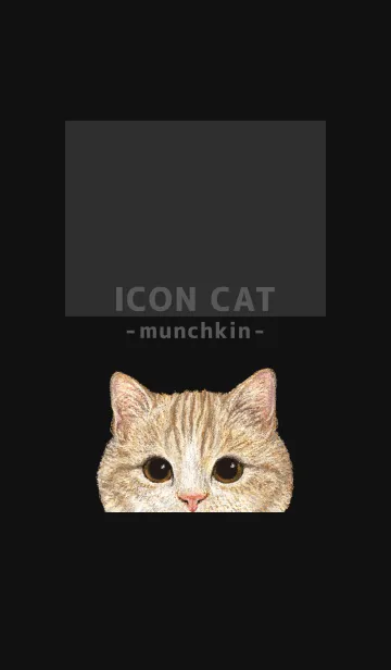 [LINE着せ替え] ICON CAT - マンチカン - BLACK/03の画像1