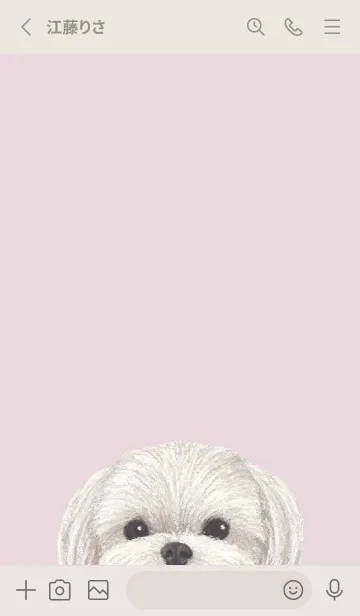 [LINE着せ替え] ICON DOG - マルチーズ - PASTEL PK/02の画像2