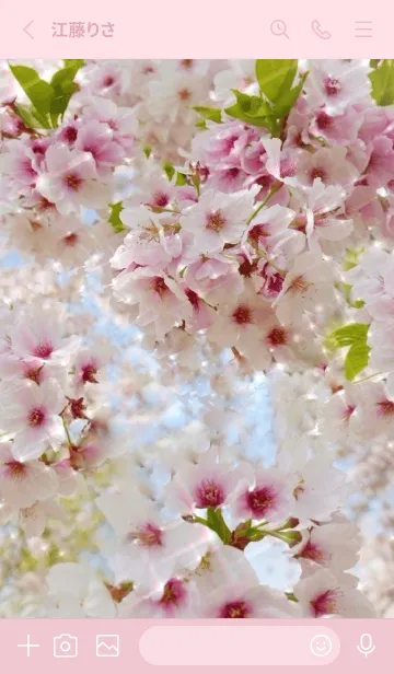 [LINE着せ替え] ++Cherry Blossoms++の画像2