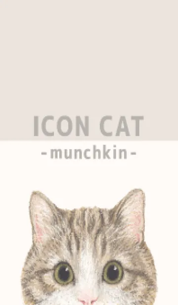 [LINE着せ替え] ICON CAT - マンチカン - BEIGE/05の画像1