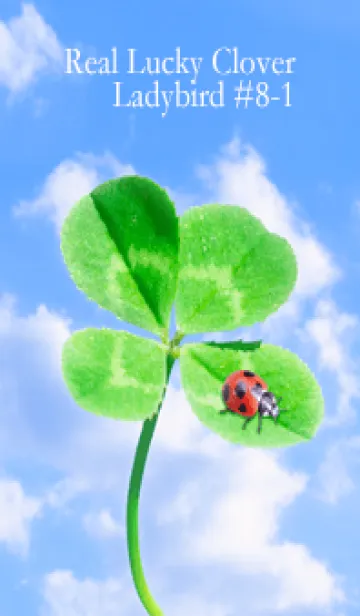 [LINE着せ替え] 四つ葉のクローバーとテントウムシ #8-1の画像1