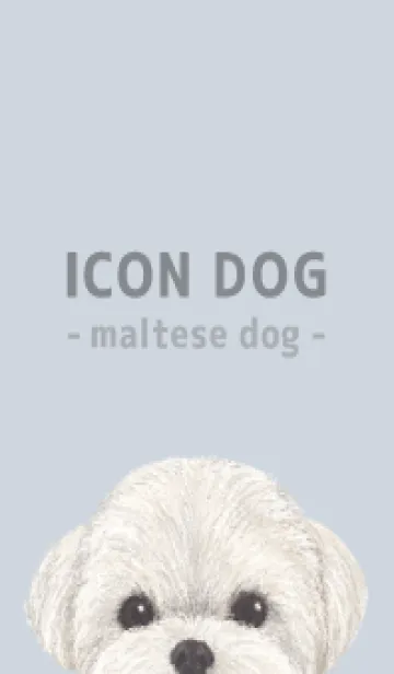 [LINE着せ替え] ICON DOG - マルチーズ - PASTEL BL/03の画像1