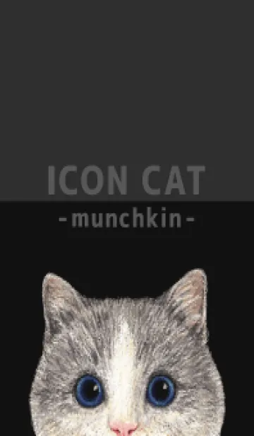 [LINE着せ替え] ICON CAT - マンチカン - BLACK/06の画像1