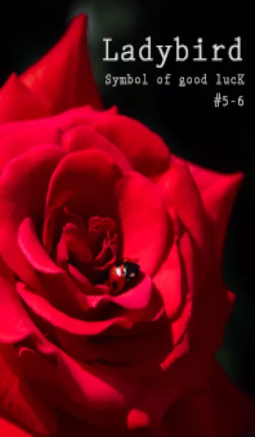 [LINE着せ替え] Ladybird Symbol of good luck #5-6の画像1