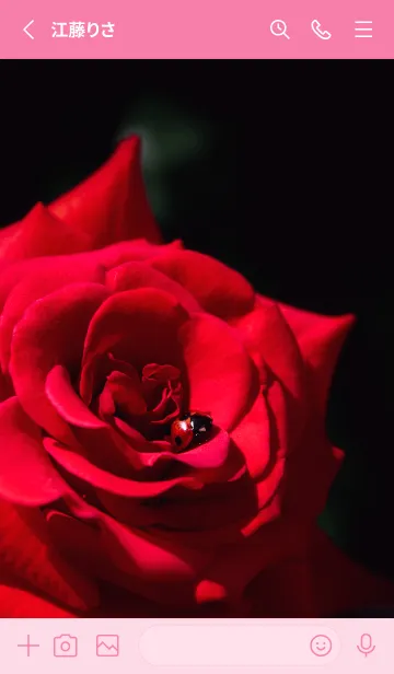 [LINE着せ替え] Ladybird Symbol of good luck #5-6の画像2