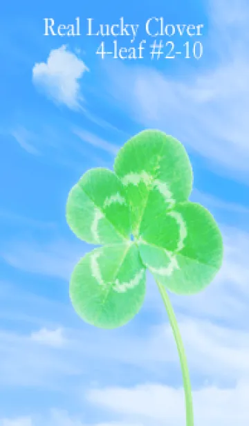 [LINE着せ替え] 本物ラッキークローバー 4-leaf #2-10の画像1