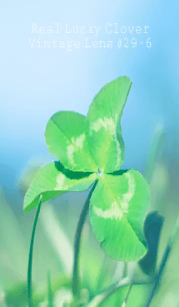 [LINE着せ替え] 四つ葉のクローバー Vintage Lens #29-6の画像1
