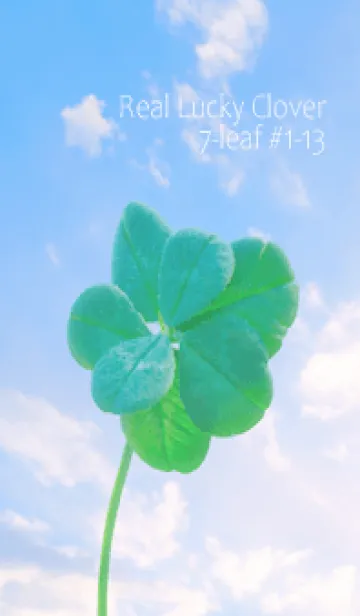 [LINE着せ替え] 本物ラッキークローバー 7-leaf #1-13の画像1