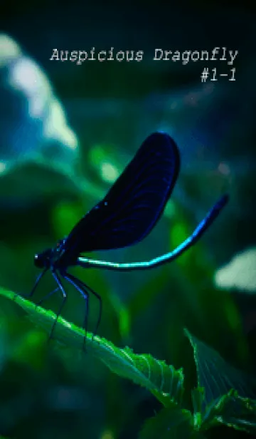 [LINE着せ替え] 吉兆 神様トンボ #1-1の画像1