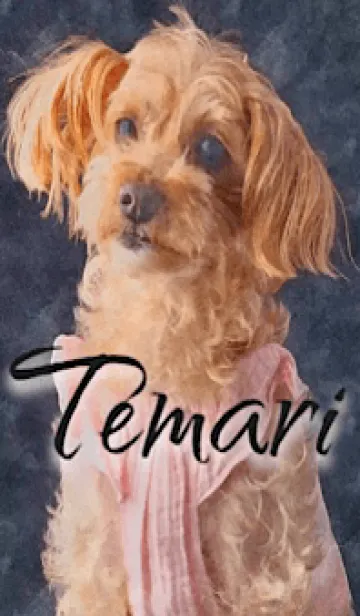 [LINE着せ替え] ミックス犬 てまりの画像1