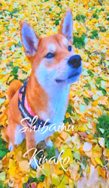 [LINE着せ替え] 柴犬 きなこの画像1