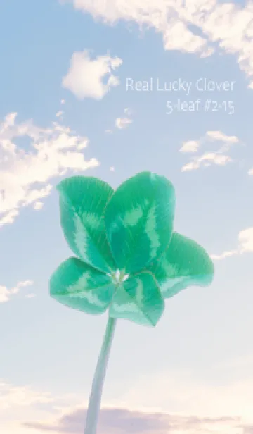 [LINE着せ替え] 本物ラッキークローバー 5-leaf #2-15の画像1