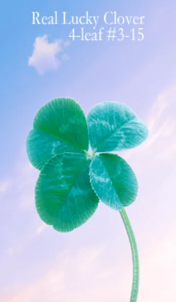 [LINE着せ替え] 本物ラッキークローバー 4-leaf #3-15の画像1