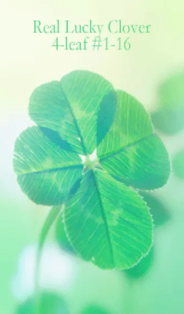 [LINE着せ替え] 本物ラッキークローバー 4-leaf #1-16の画像1
