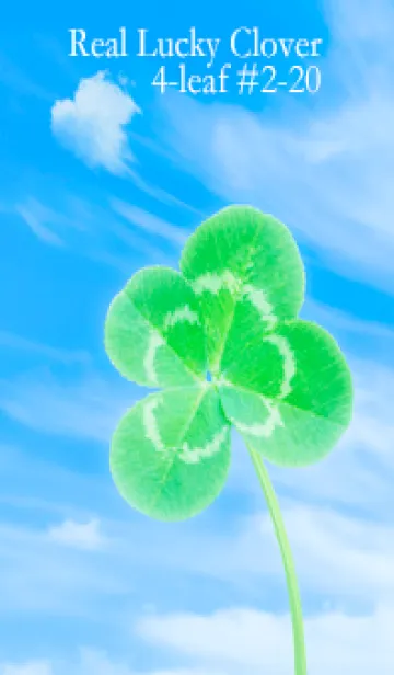 本物ラッキークローバー 4-leaf #2-20の着せ替えメイン画像