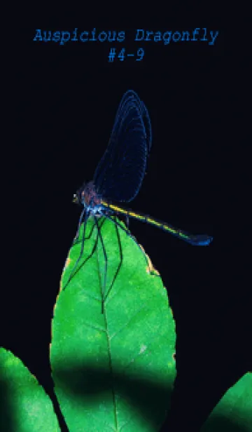 [LINE着せ替え] 吉兆 神様トンボ #4-9の画像1