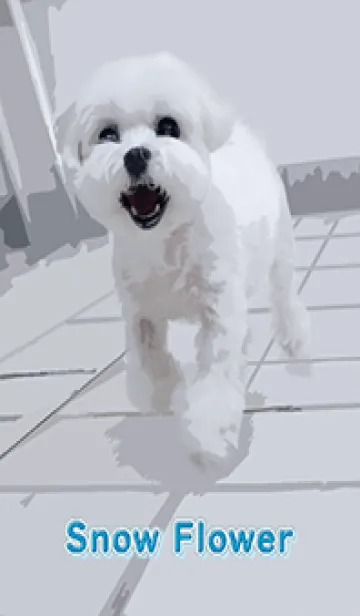 [LINE着せ替え] マルチーズ雪ちゃん(改訂版)の画像1